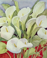 Arum Lilies, 1978